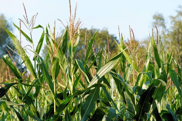 Les avantages et inconvénients du biogaz : Tout ce que vous devez savoir